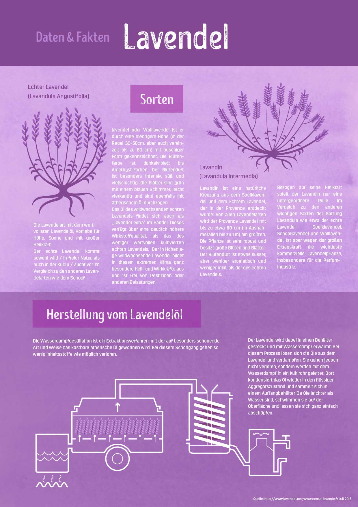 Lavendel-Infografik-01
