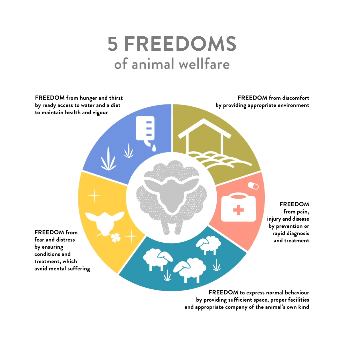 The 5 Freedoms of Animal Welfare – Infographic Illustrated infographic explaining the 5 freedoms of animal welfare in wool production.