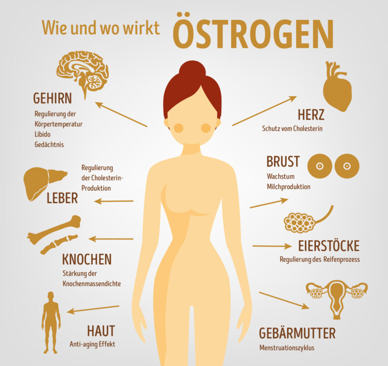Oestrogen
