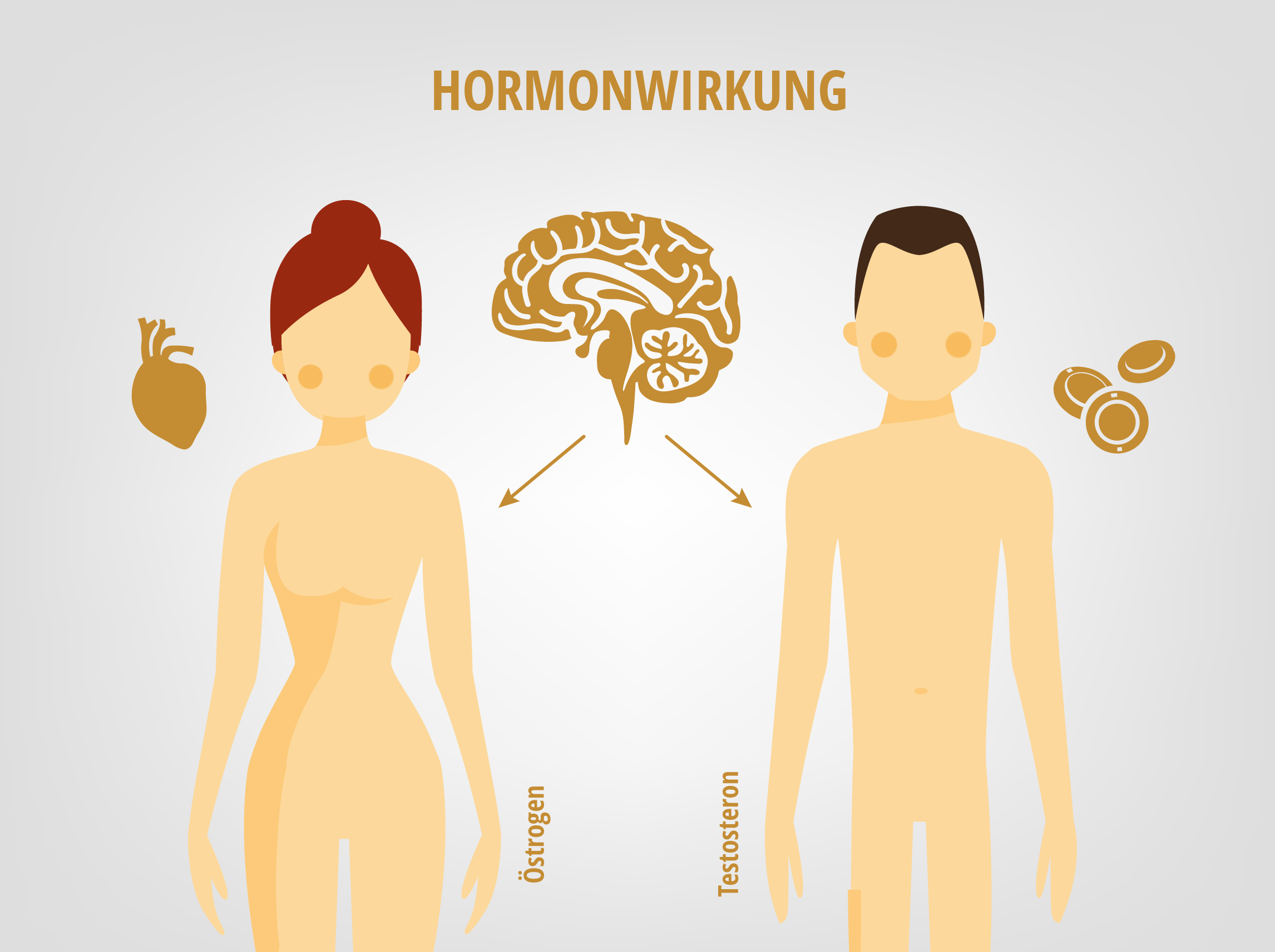 Hormonwirkung