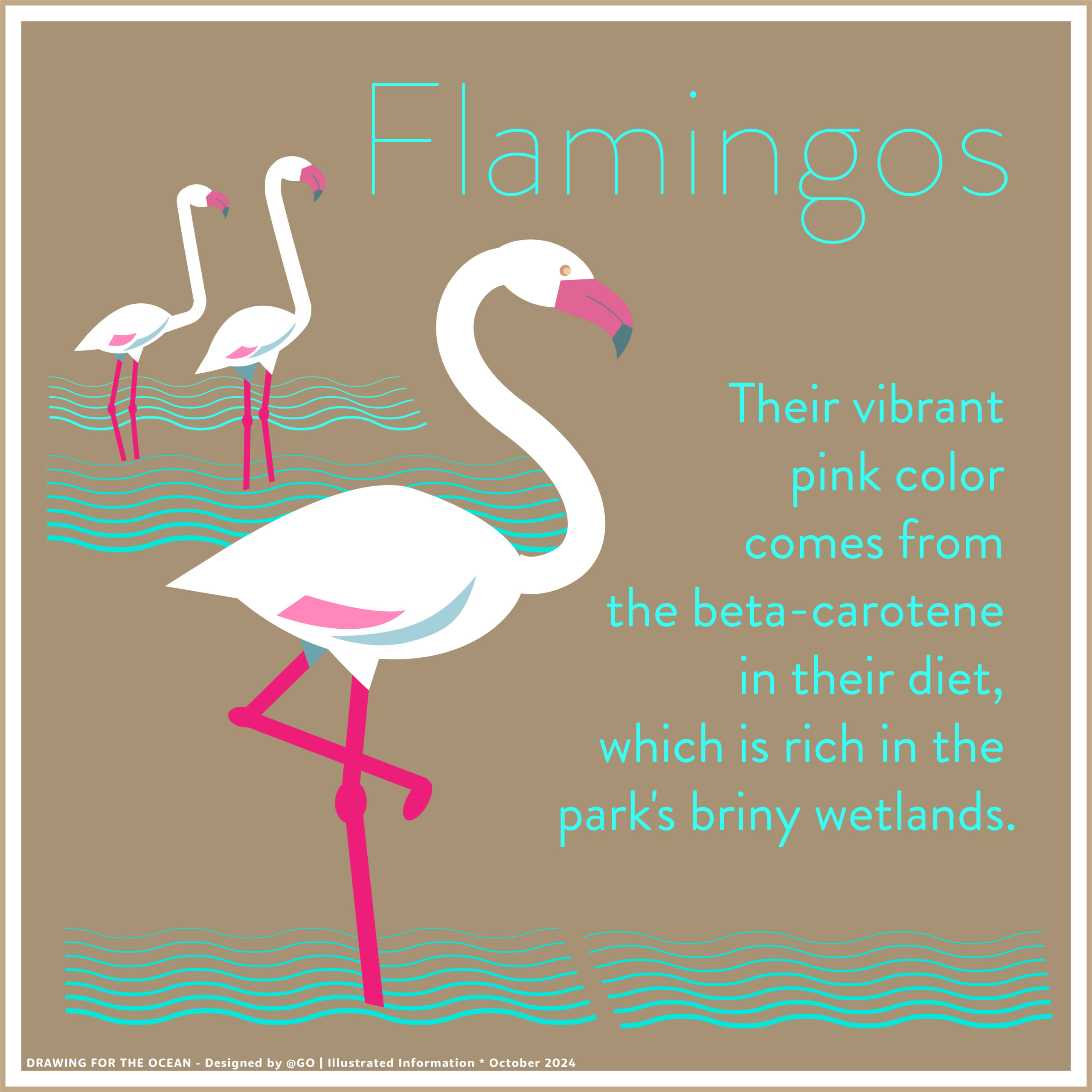 Why Flamingos Are Pink – Ria Formosa Wetlands Illustration showing how flamingos’ pink color comes from their beta-carotene-rich diet.