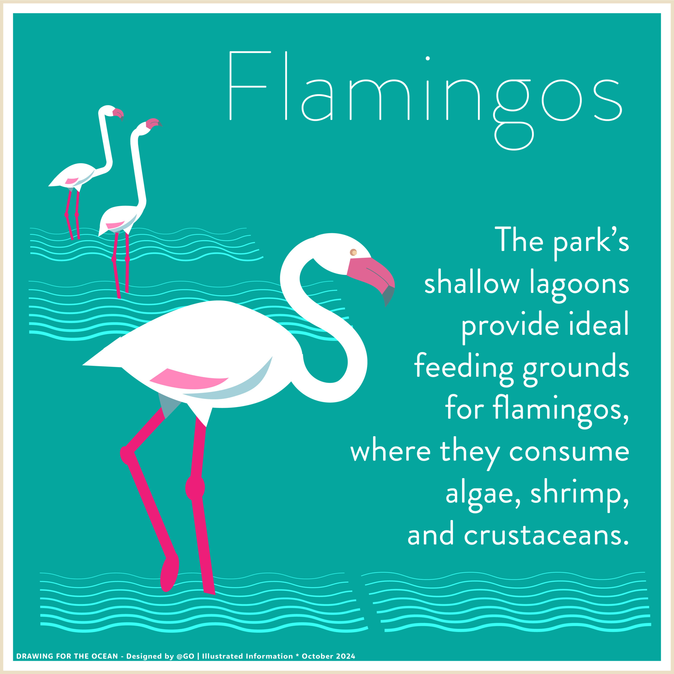 Illustration of flamingos feeding on algae, shrimp, and crustaceans in Ria Formosa.