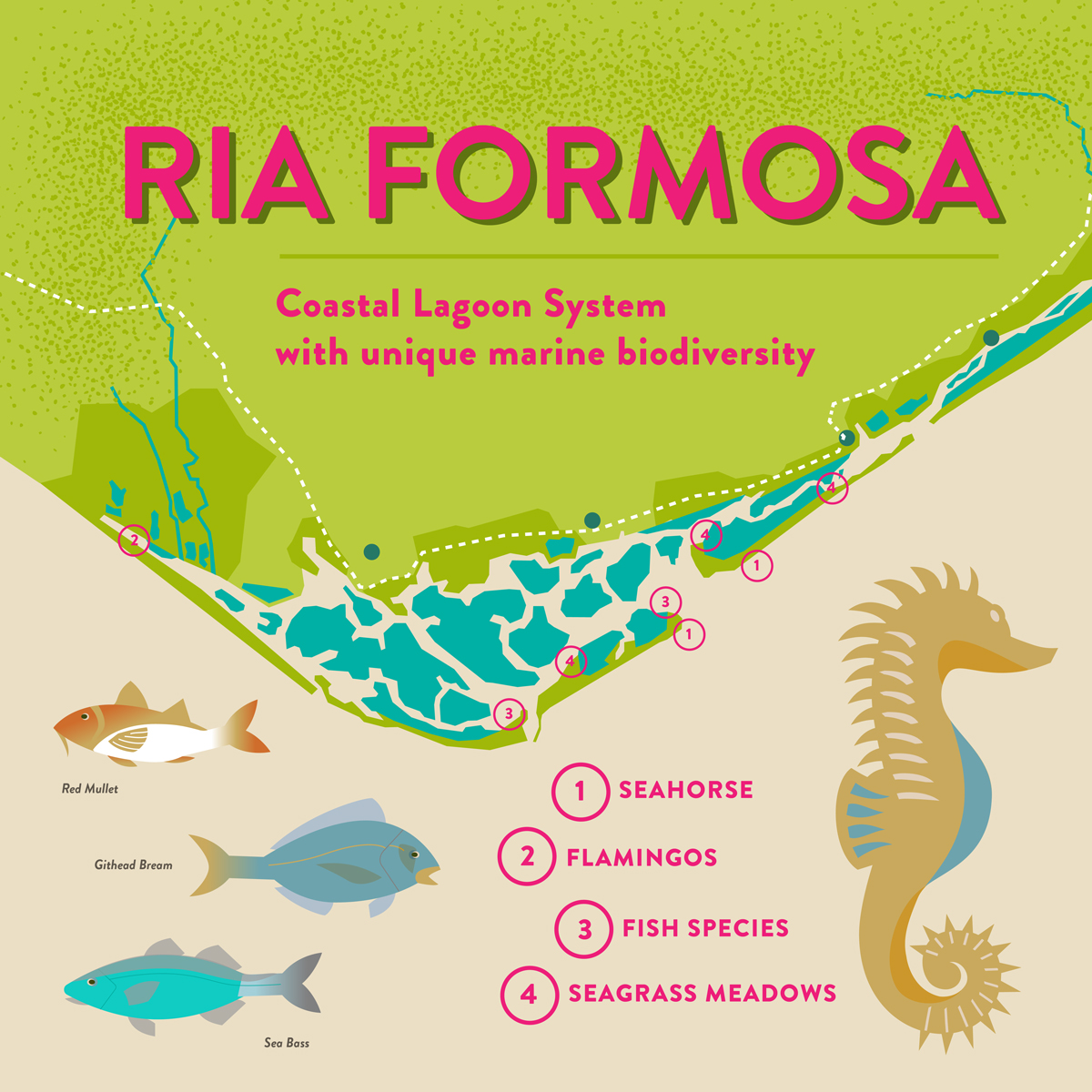 Complex illustrated map of the Ria Formosa lagoon in southern Portugal, showing towns, islands, marine species like flamingos and seahorses, and green areas - cropped image