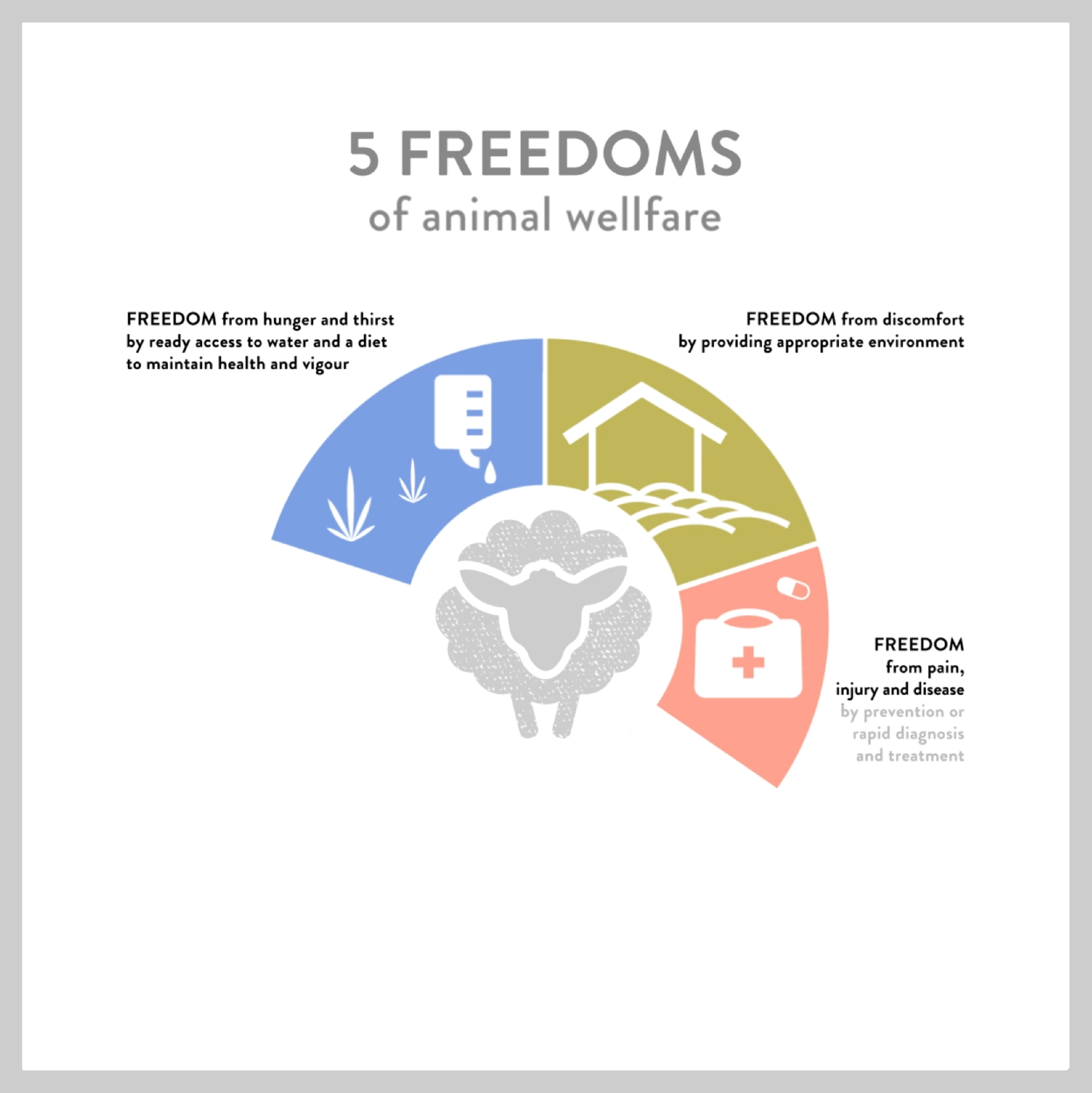 Illustrated infographic explaining the 5 freedoms of animal welfare in wool production.